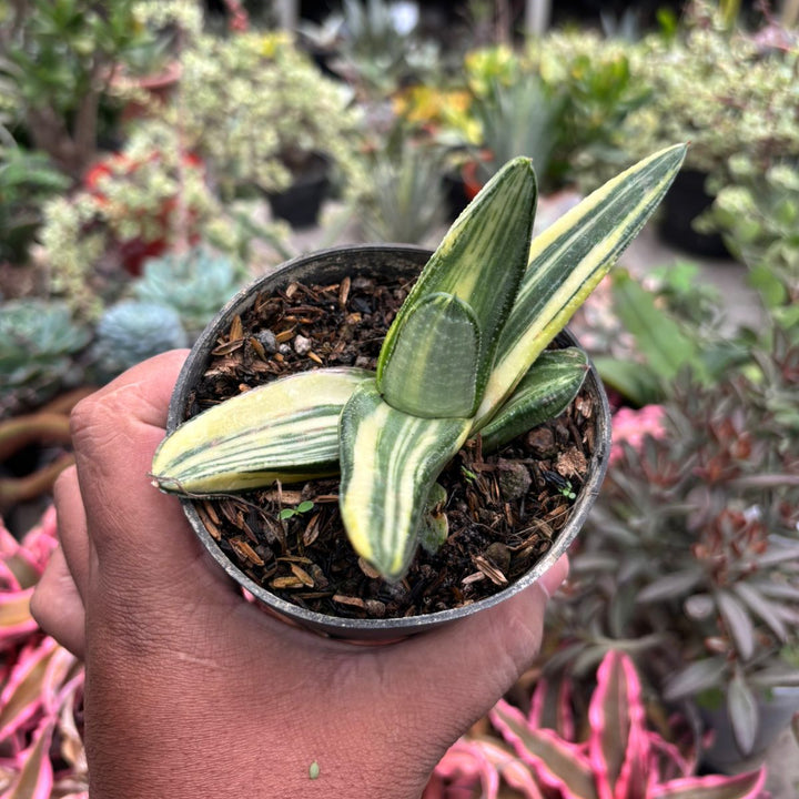 Gasteria Silver ice variegated