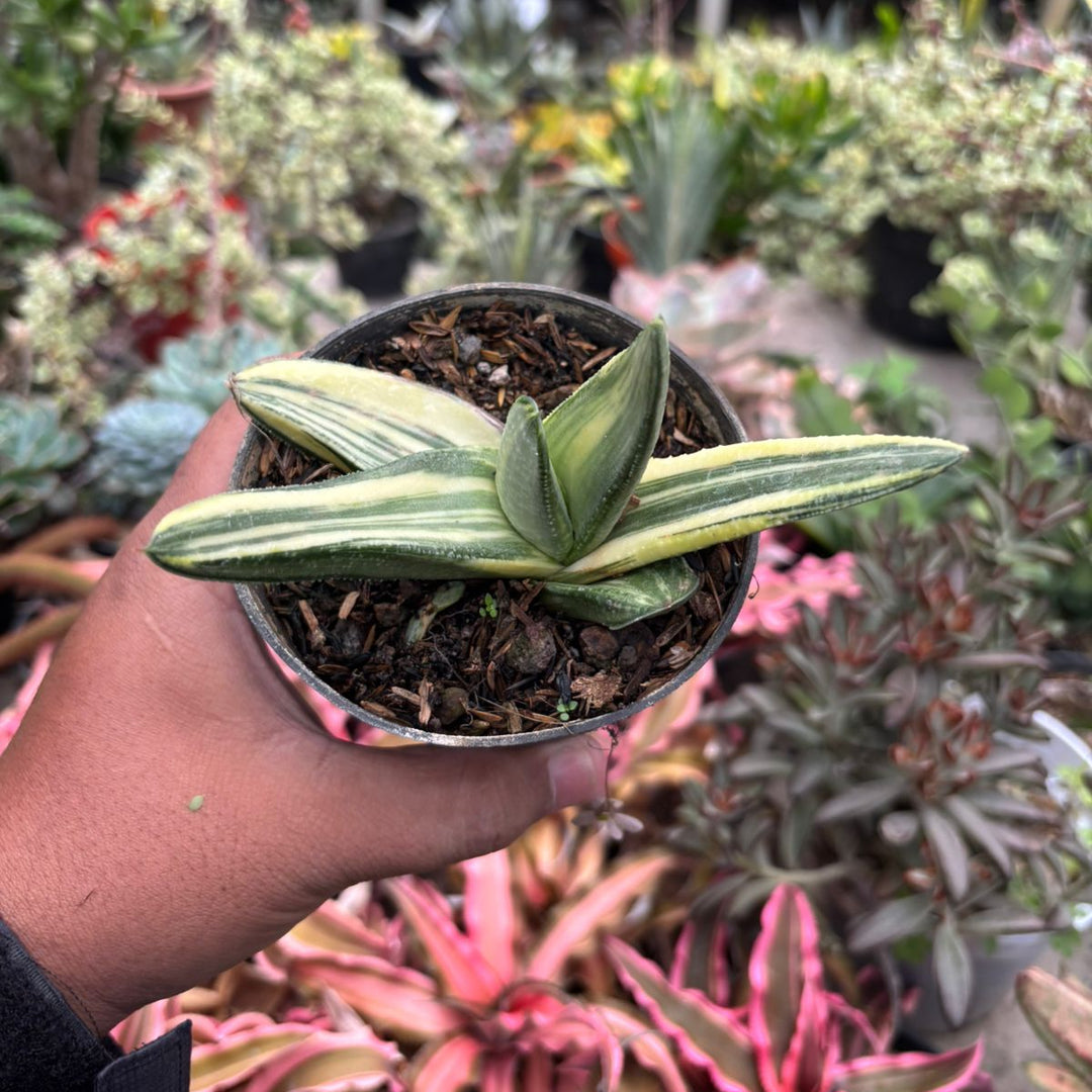 Gasteria Silver ice variegated