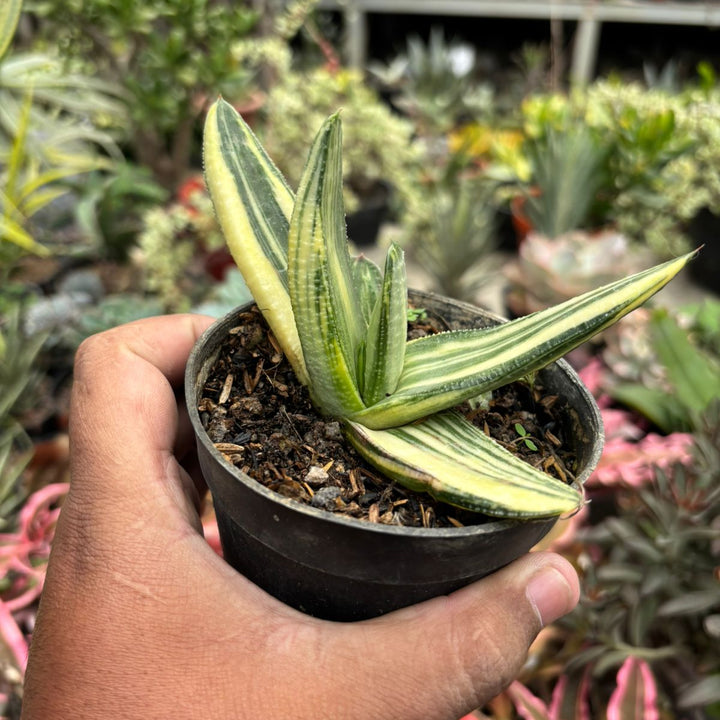 Gasteria Silver ice variegated