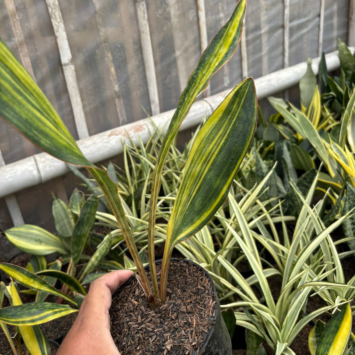 SA76 Sansevieria conshina variegated