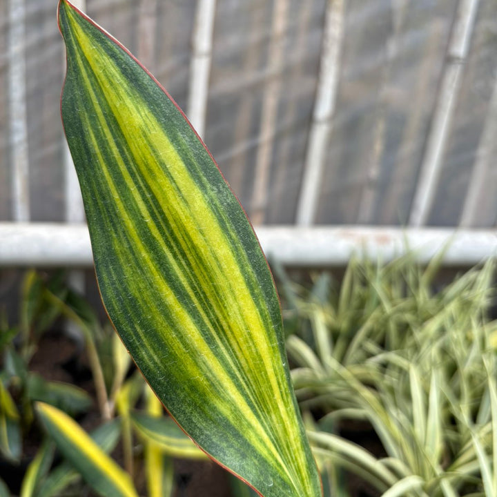 SA76 Sansevieria conshina variegated
