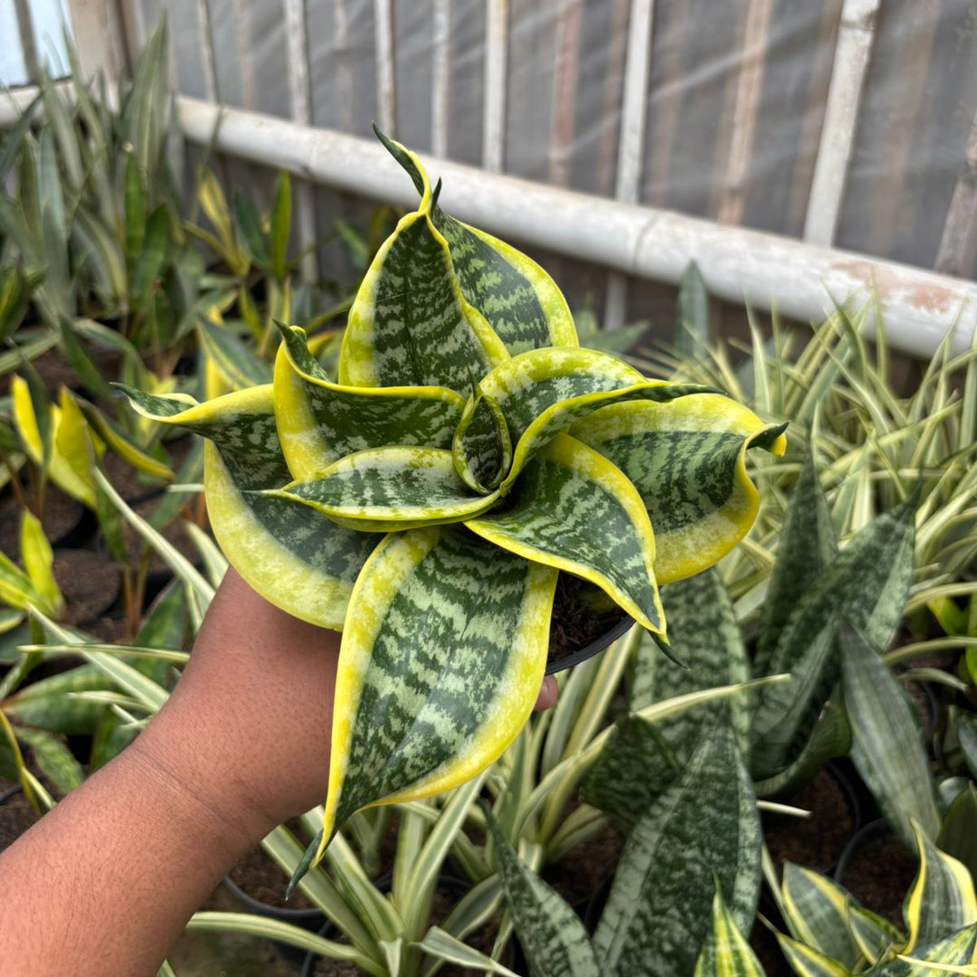 SA75 Sansevieria twister tsunami