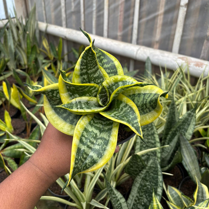 SA75 Sansevieria twister tsunami