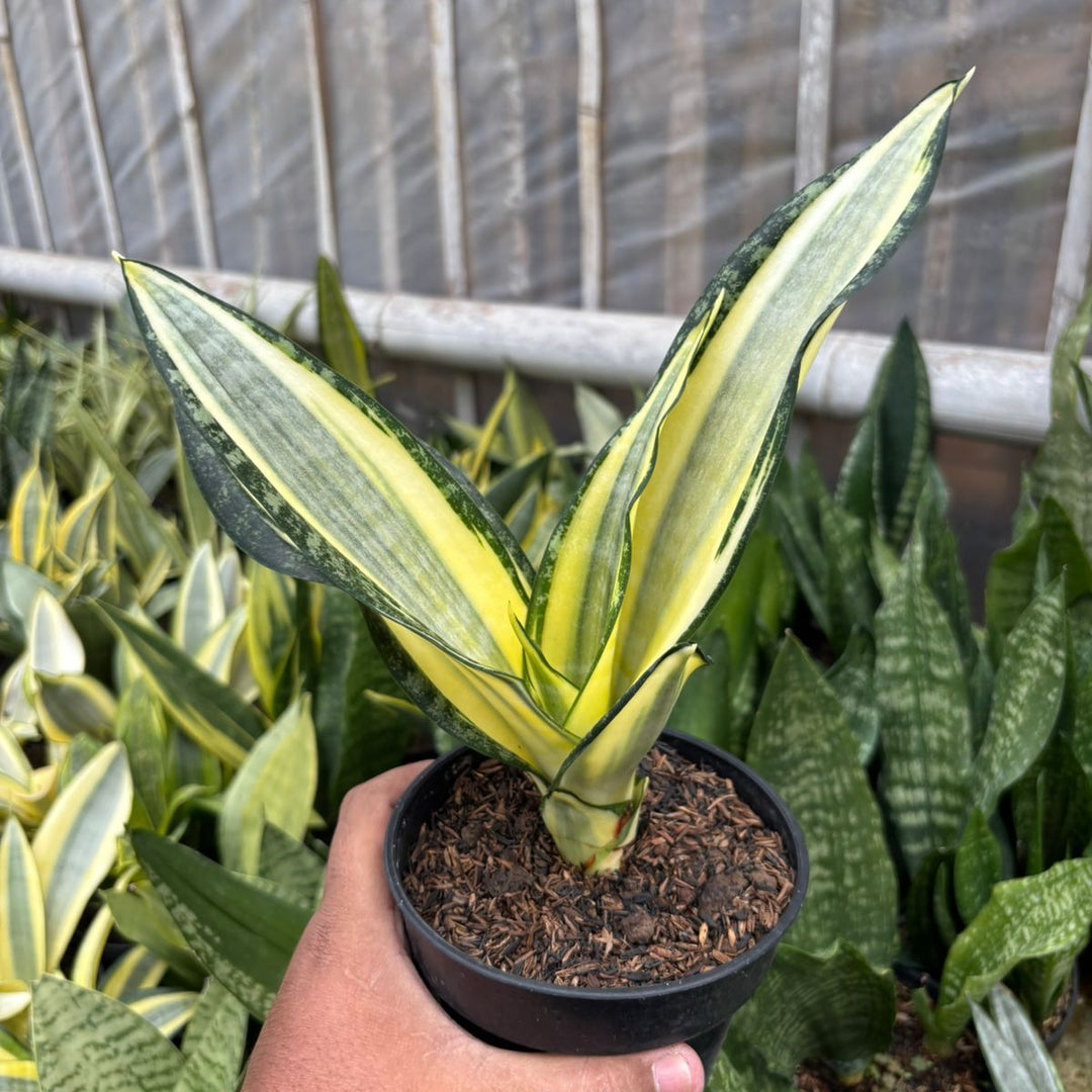SA74 Sansevieria futura hendrika