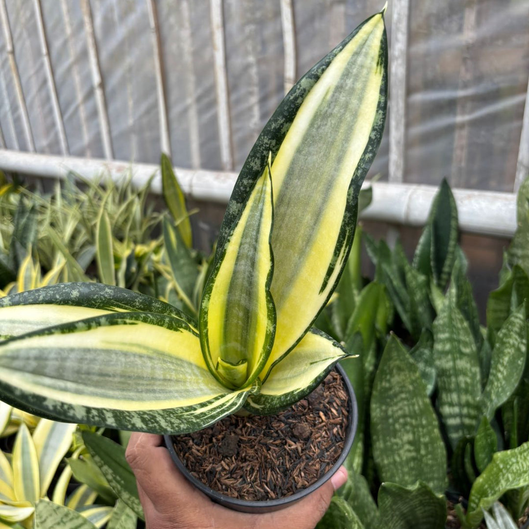 SA74 Sansevieria futura hendrika