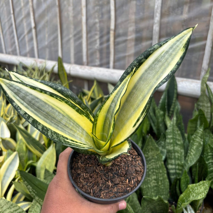 SA74 Sansevieria futura hendrika