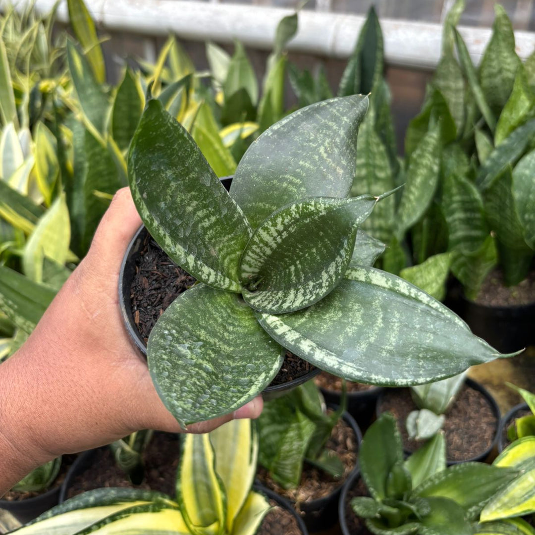 SA73 Sansevieria pagoda mutan