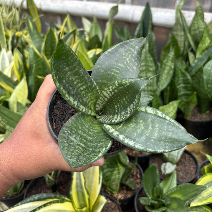 SA73 Sansevieria pagoda mutan