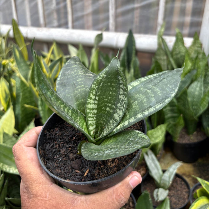 SA73 Sansevieria pagoda mutan