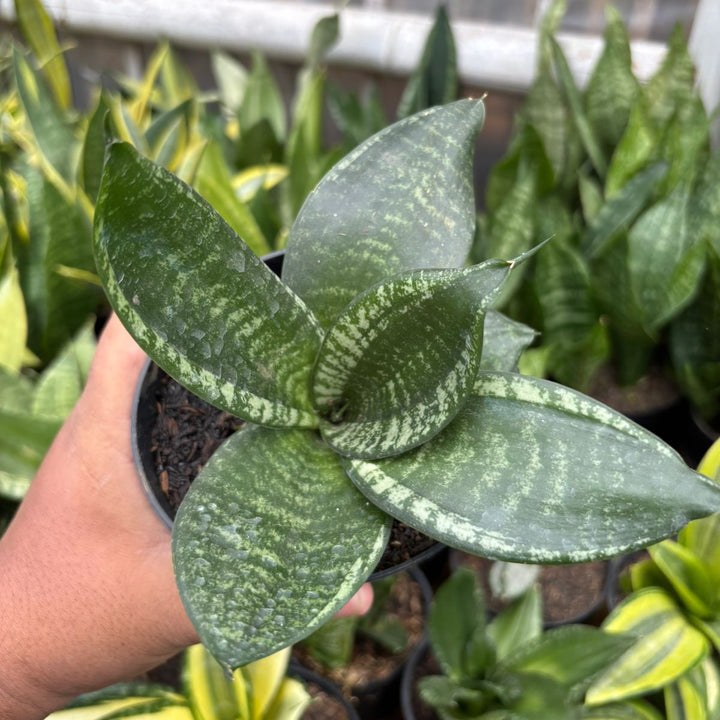 SA73 Sansevieria pagoda mutan