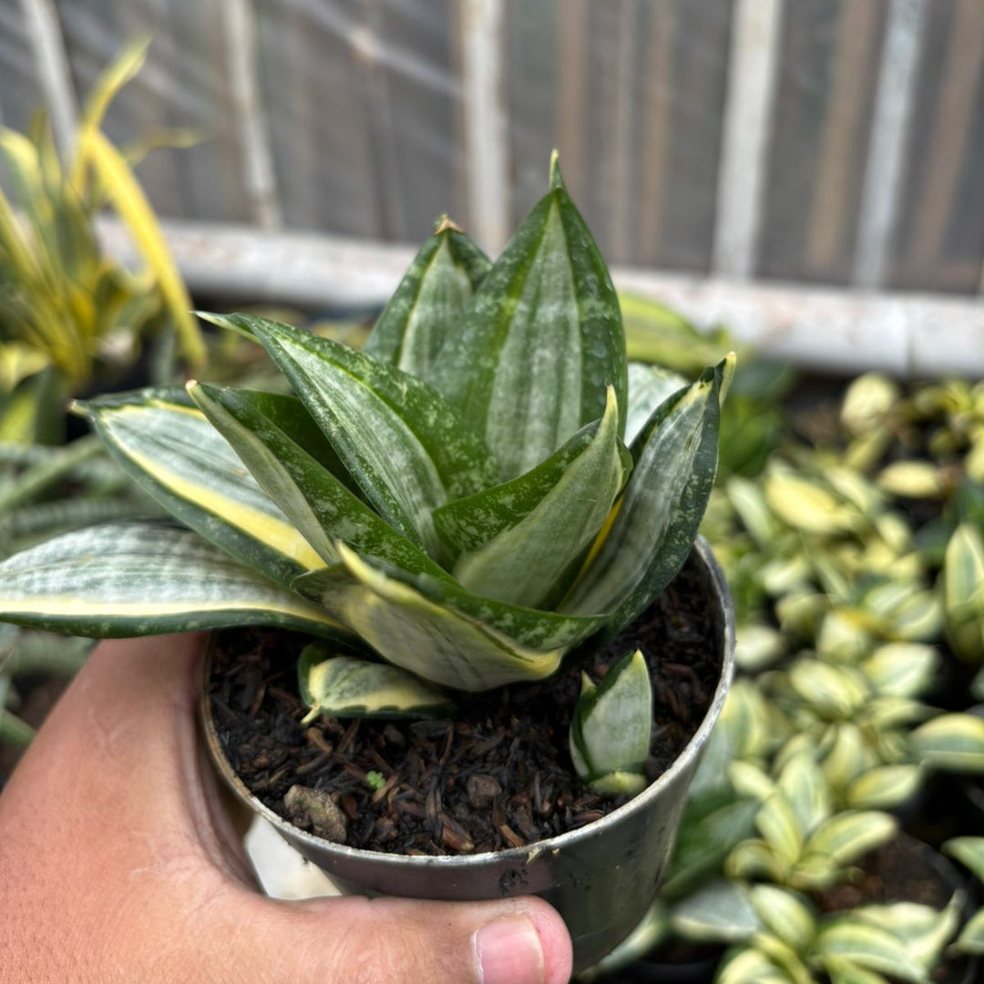 SA72 Sansevieria hahni zebra