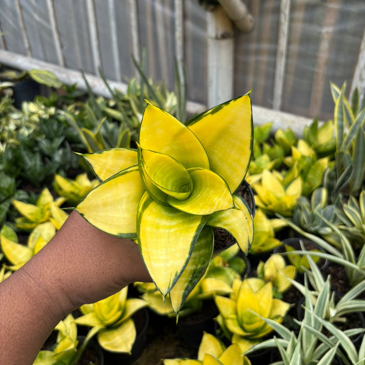SA71 Sansevieria hahni philipine gold