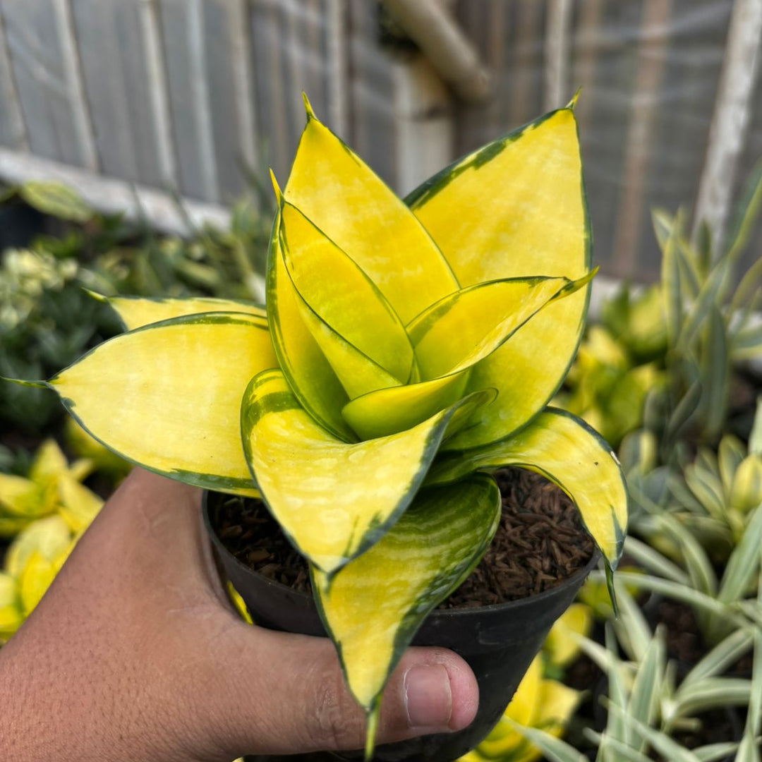 SA71 Sansevieria hahni philipine gold