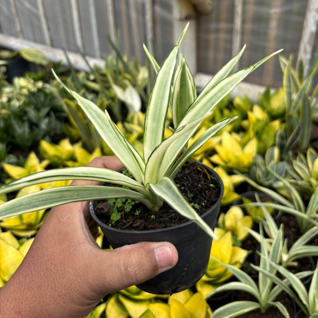 SA70 Sansevieria parpalancet variegated white