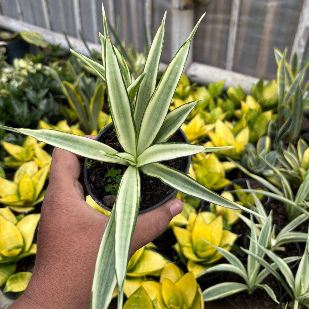 SA70 Sansevieria parpalancet variegated white