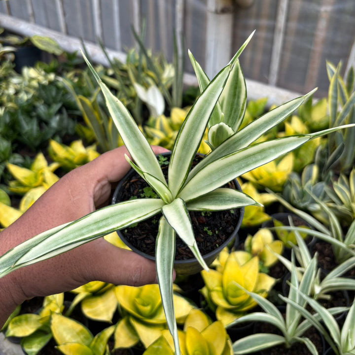 SA70 Sansevieria parpalancet variegated white