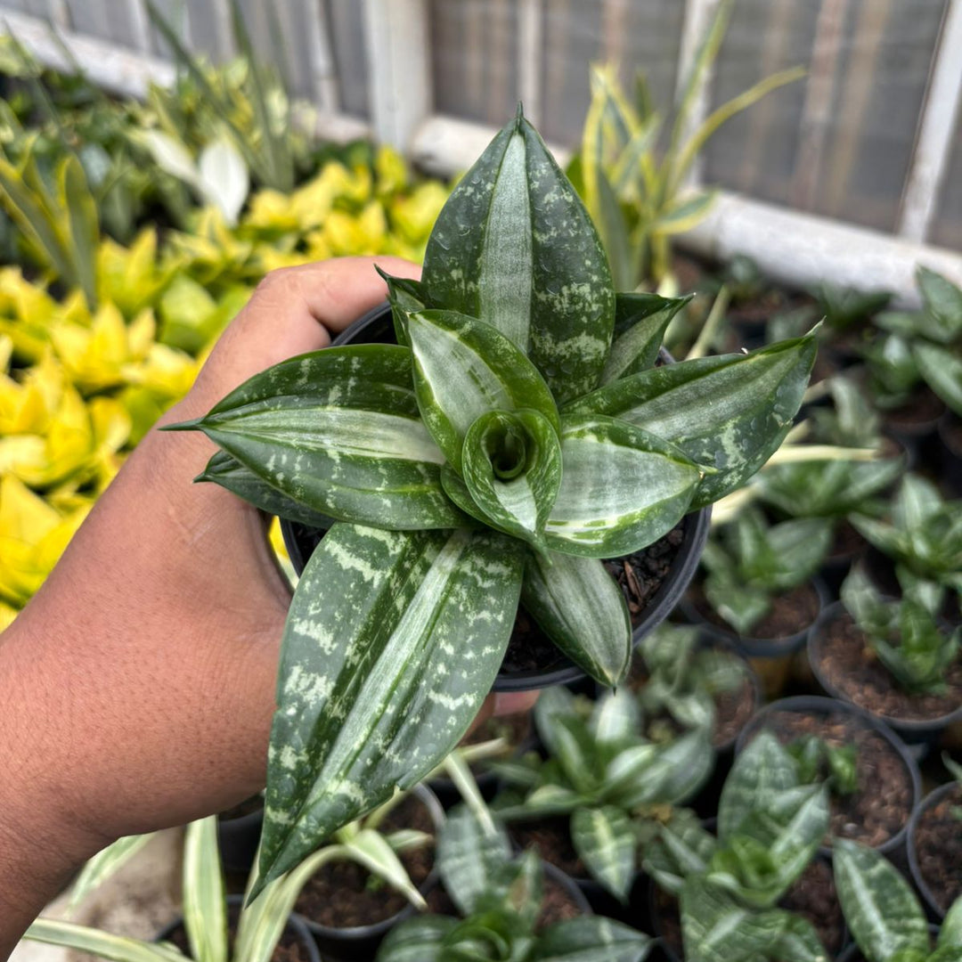 SA69 Sansevieria sticker