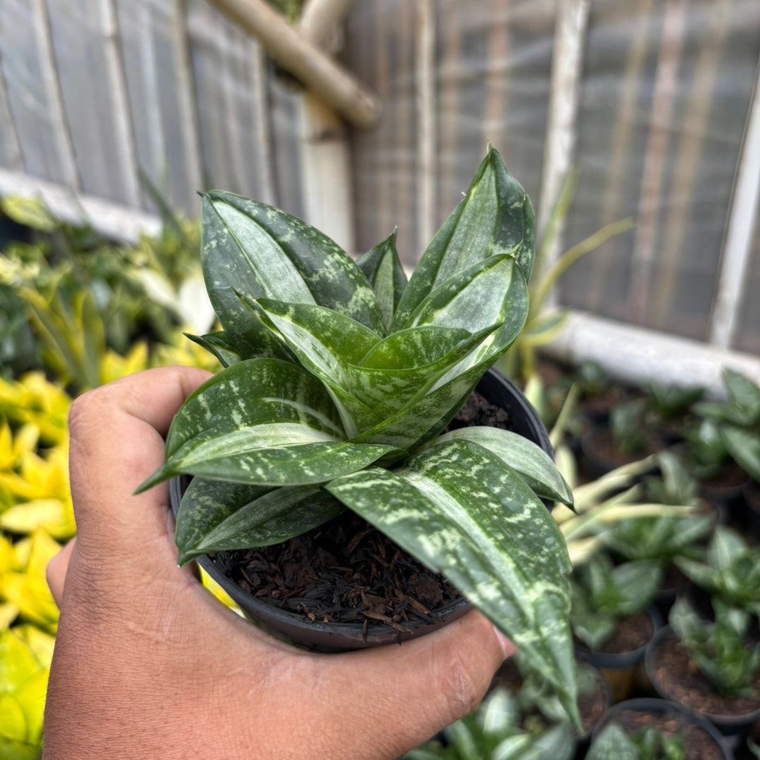 SA69 Sansevieria sticker