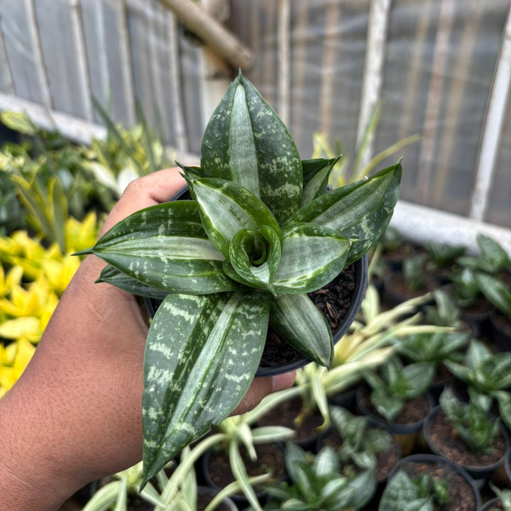 SA69 Sansevieria sticker