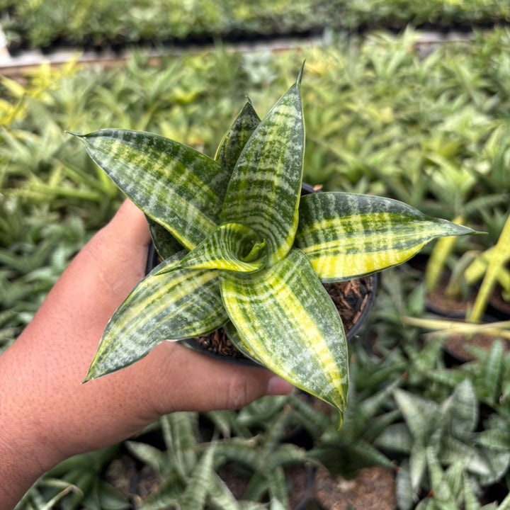 SA68 Sansevieria marga variegated striata