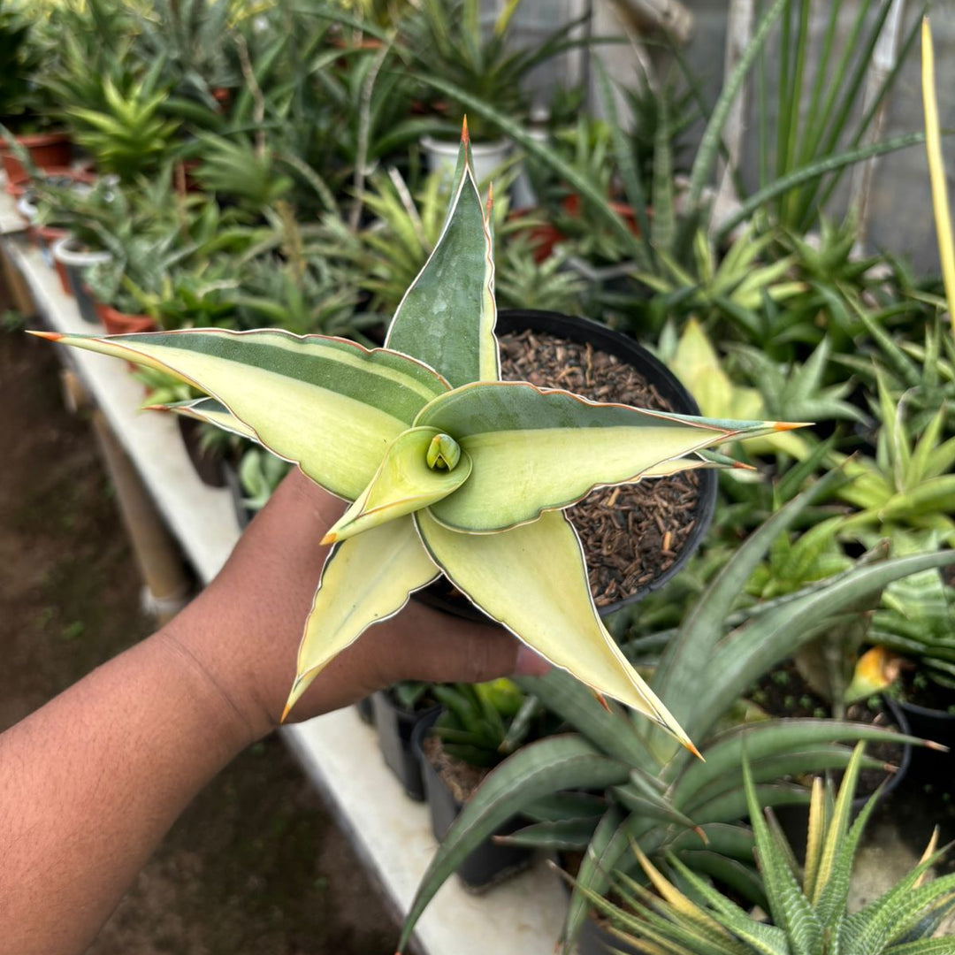 SA67 Sansevieria  kimayo variegated