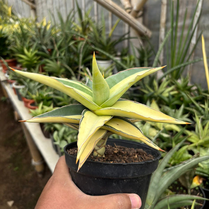 SA67 Sansevieria  kimayo variegated
