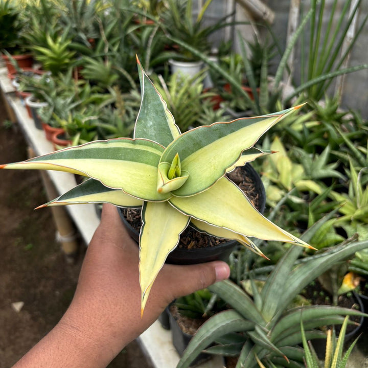 SA67 Sansevieria  kimayo variegated