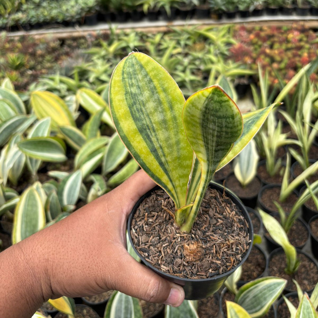 SA66 Sansevieria masoniana  variegated yellow crested