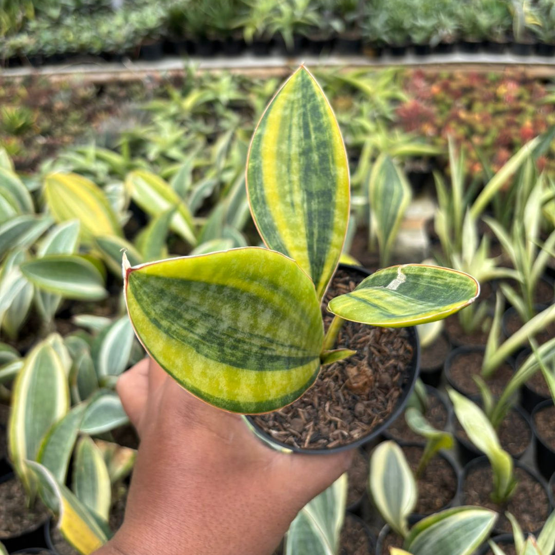 SA66 Sansevieria masoniana  variegated yellow crested