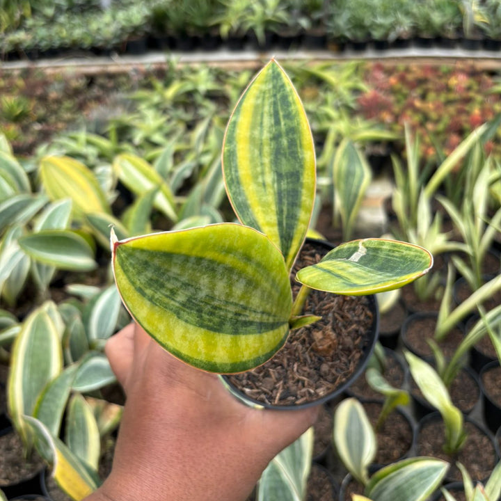 SA66 Sansevieria masoniana  variegated yellow crested