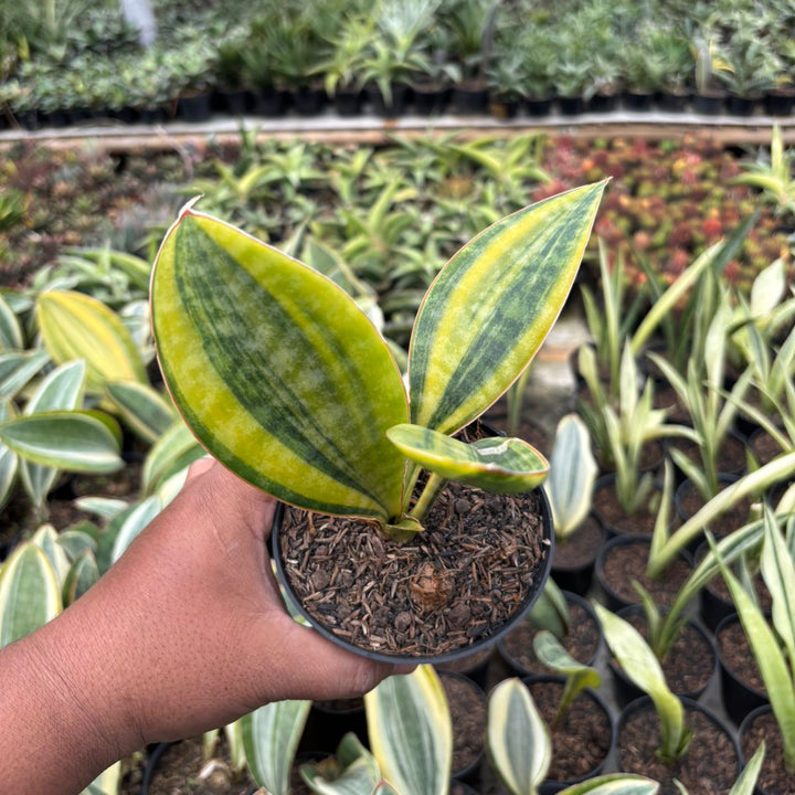 SA66 Sansevieria masoniana  variegated yellow crested