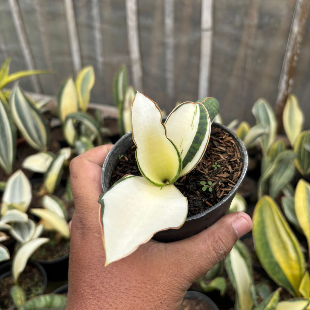 SA65 Sansevieria Masoniana mediopicta crested