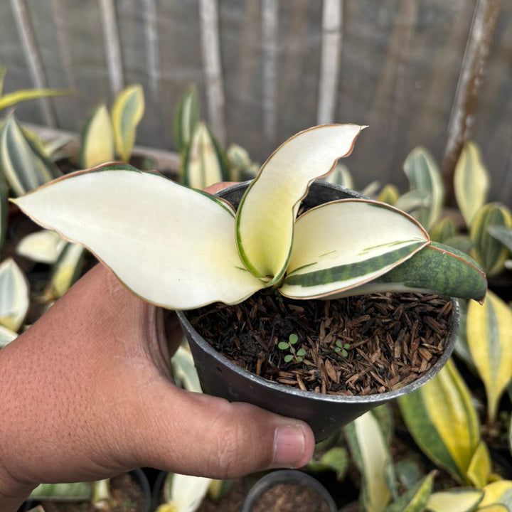 SA65 Sansevieria Masoniana mediopicta crested