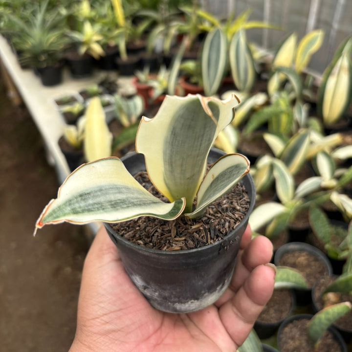 SA64 Sansevieria Masonina  variegated crested