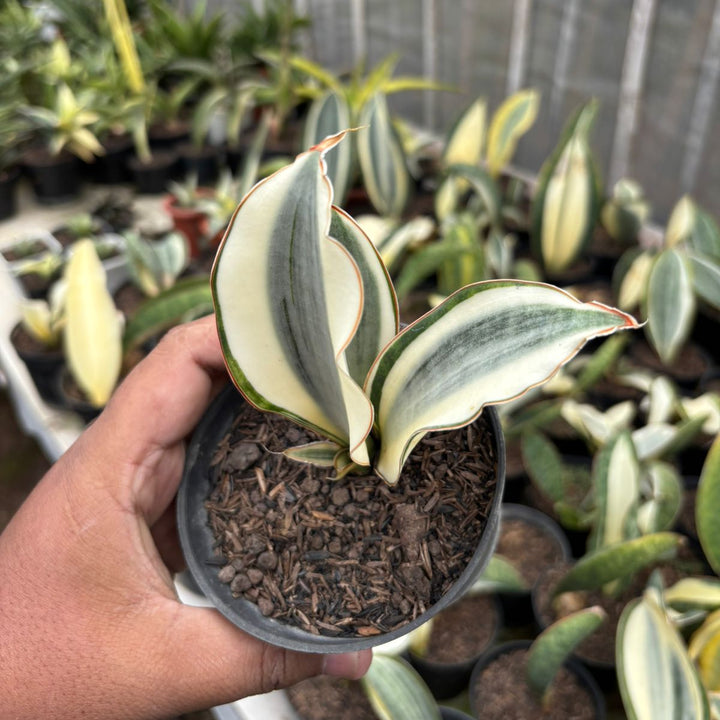 SA64 Sansevieria Masonina  variegated crested