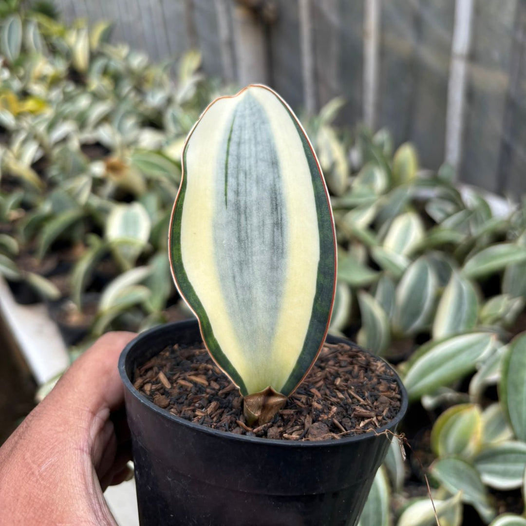 SA63 Sansevieria Masoniana variegated good