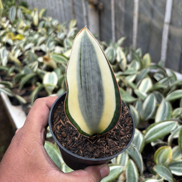 SA63 Sansevieria Masoniana variegated good