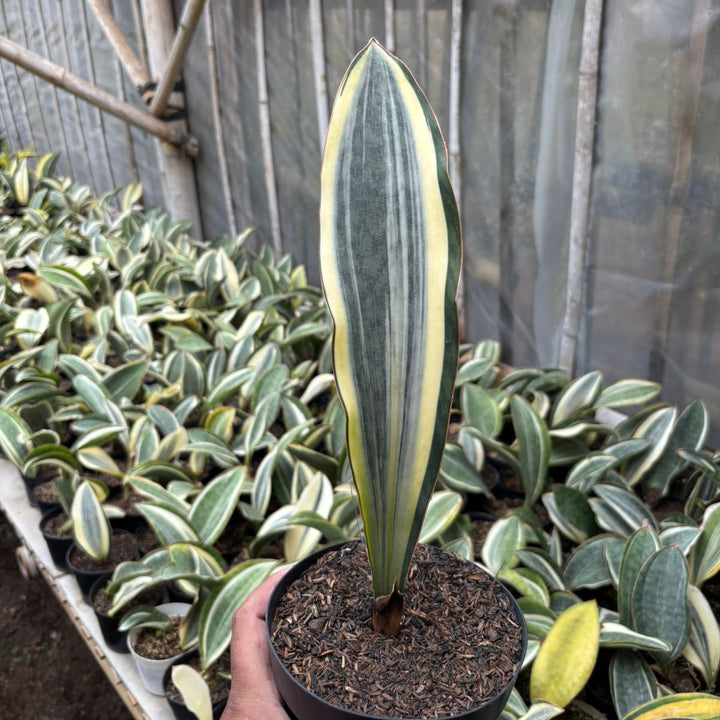 SA07 Sansevieria Masoniana variegated