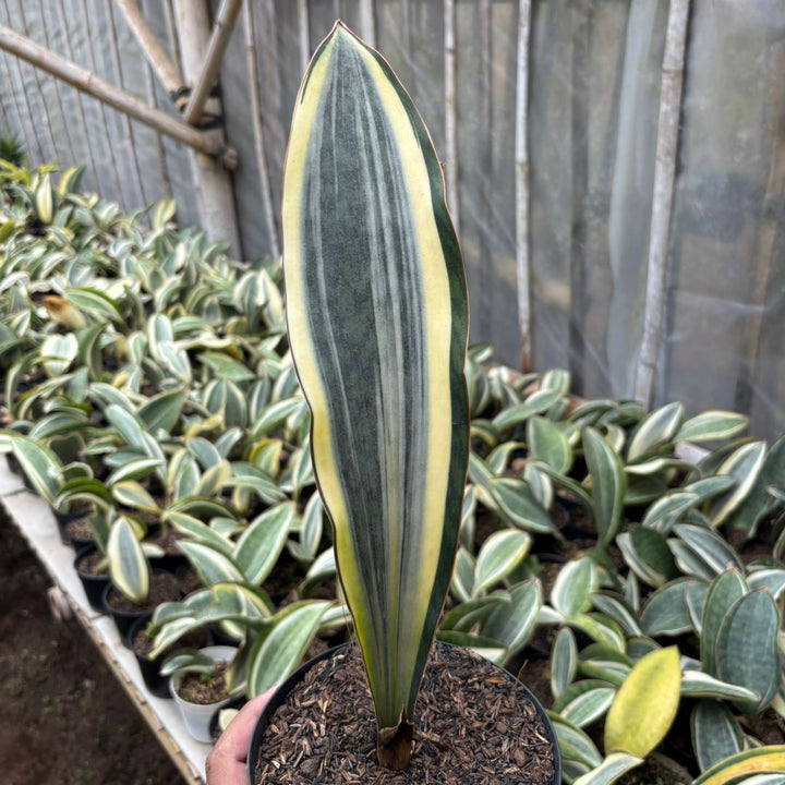 SA07 Sansevieria Masoniana variegated