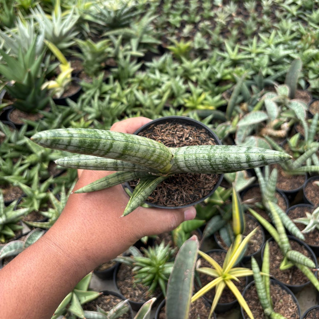 SA61 Sansevieria boncel variegated