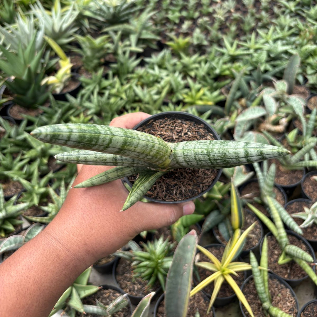 SA61 Sansevieria boncel variegated
