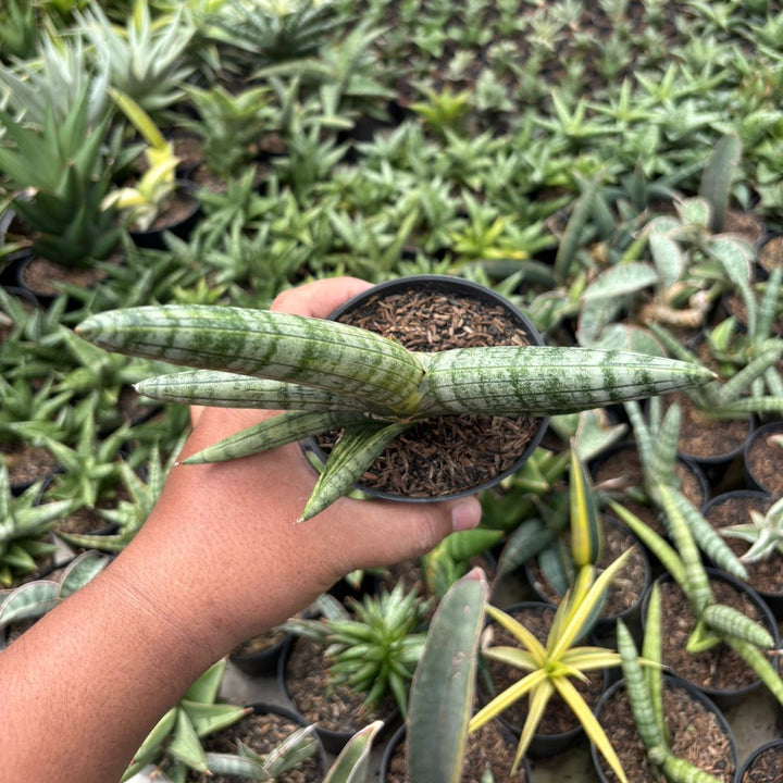 SA61 Sansevieria boncel variegated