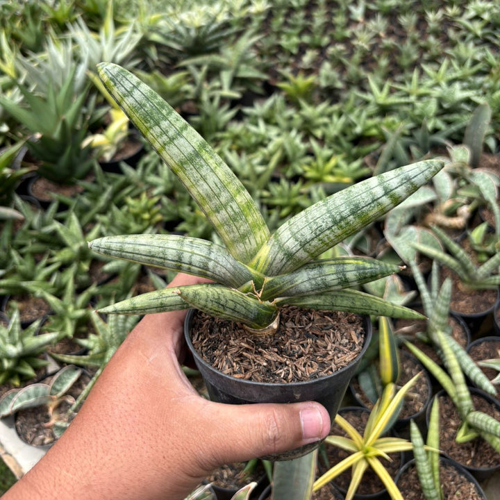 SA61 Sansevieria boncel variegated