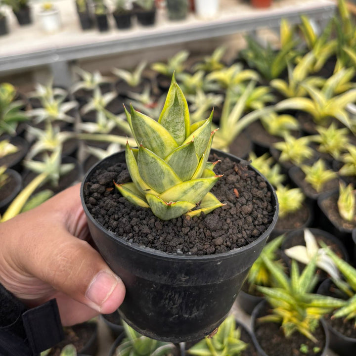 SA78 Sansevieria pagoda variegated