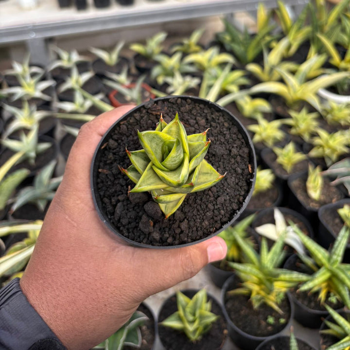 SA78 Sansevieria pagoda variegated