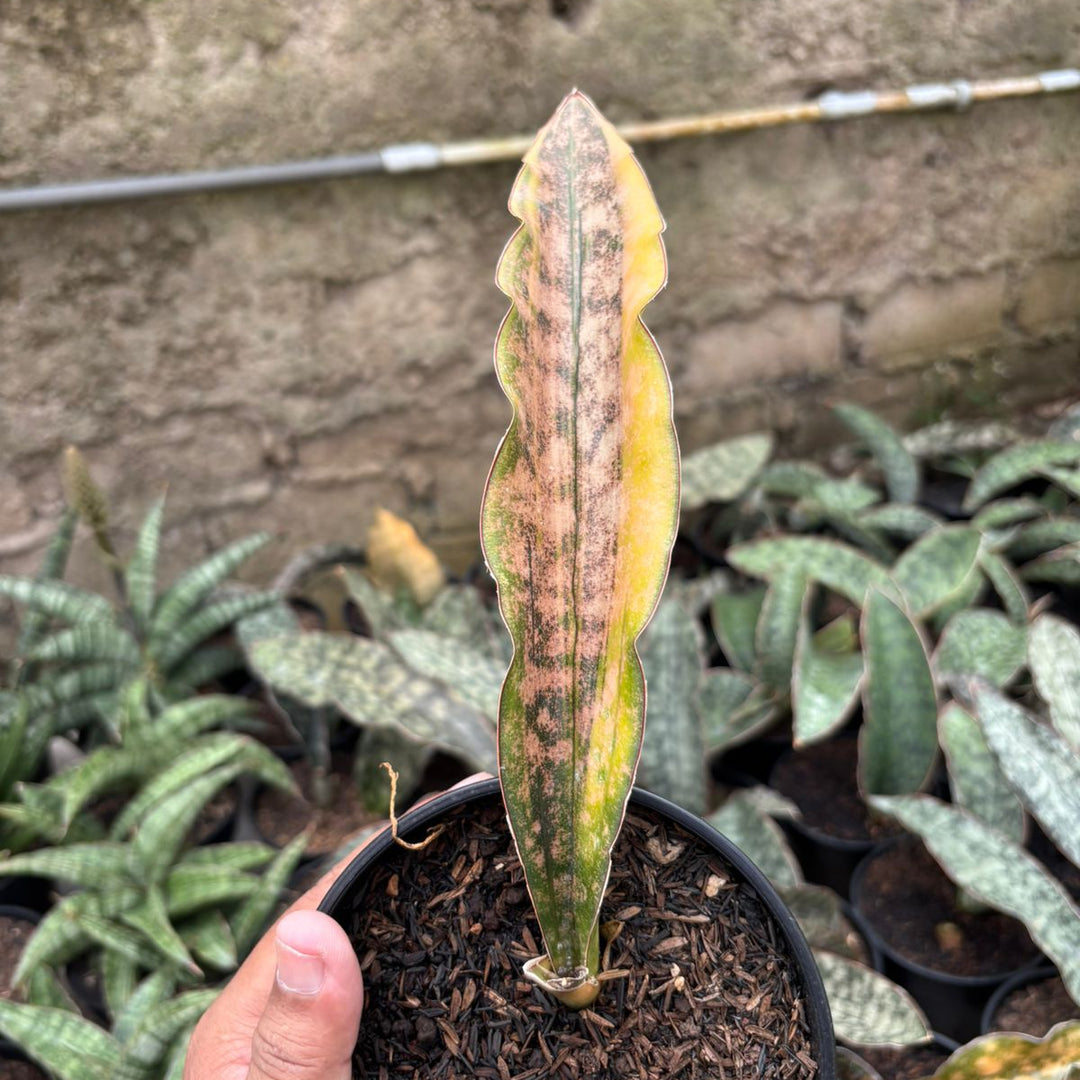 SA77 Sansevieria kirki brown variegated