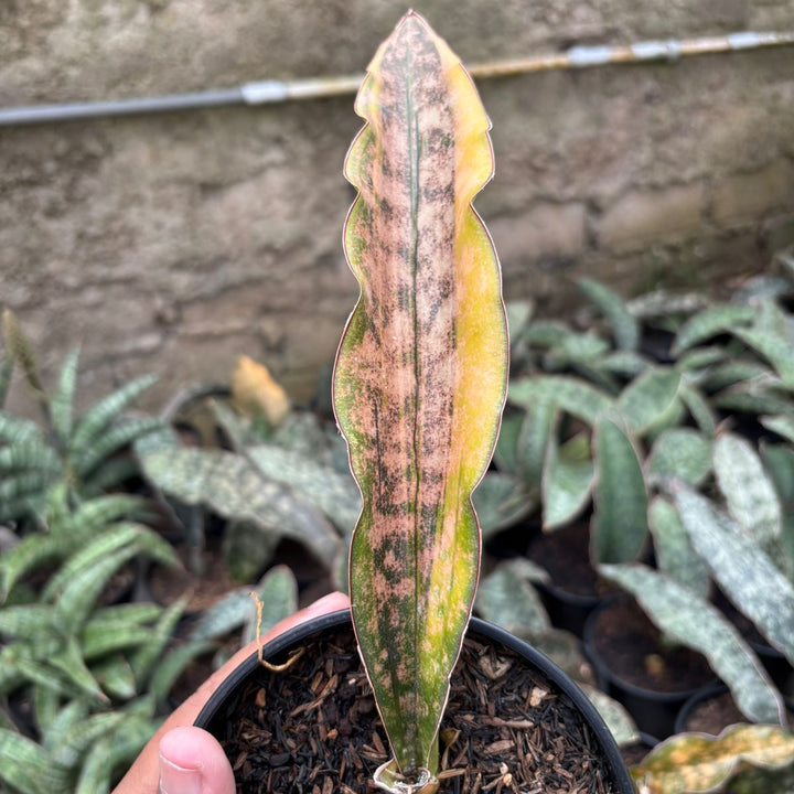 SA77 Sansevieria kirki brown variegated