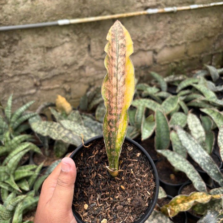 SA77 Sansevieria kirki brown variegated