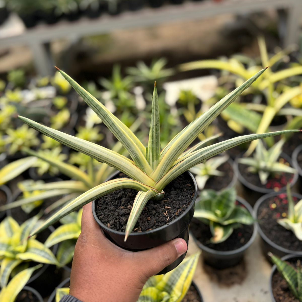 SA01 Sansevieria royal crown variegated white – Succulentasia