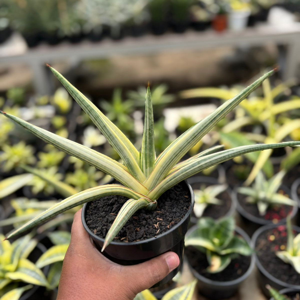 SA26 Sansevieria royal crown variegated white – Succulentasia